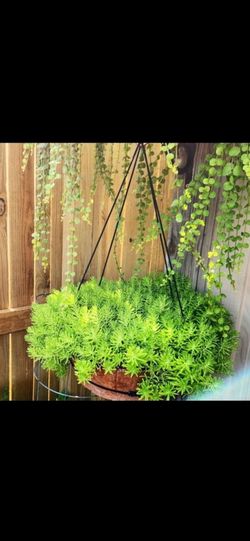 Beautiful Ornamental Plant