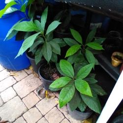 Organic Avocado Tree $20 And $15 Each 