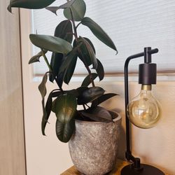 Burgundy Rubber Plant in Ceramic Planter