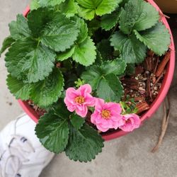 Strawberry Plants