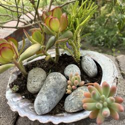 Succulent Plants