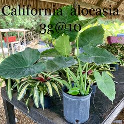 Green Colocasia Plant 