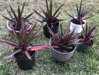 Purple Heart Plants