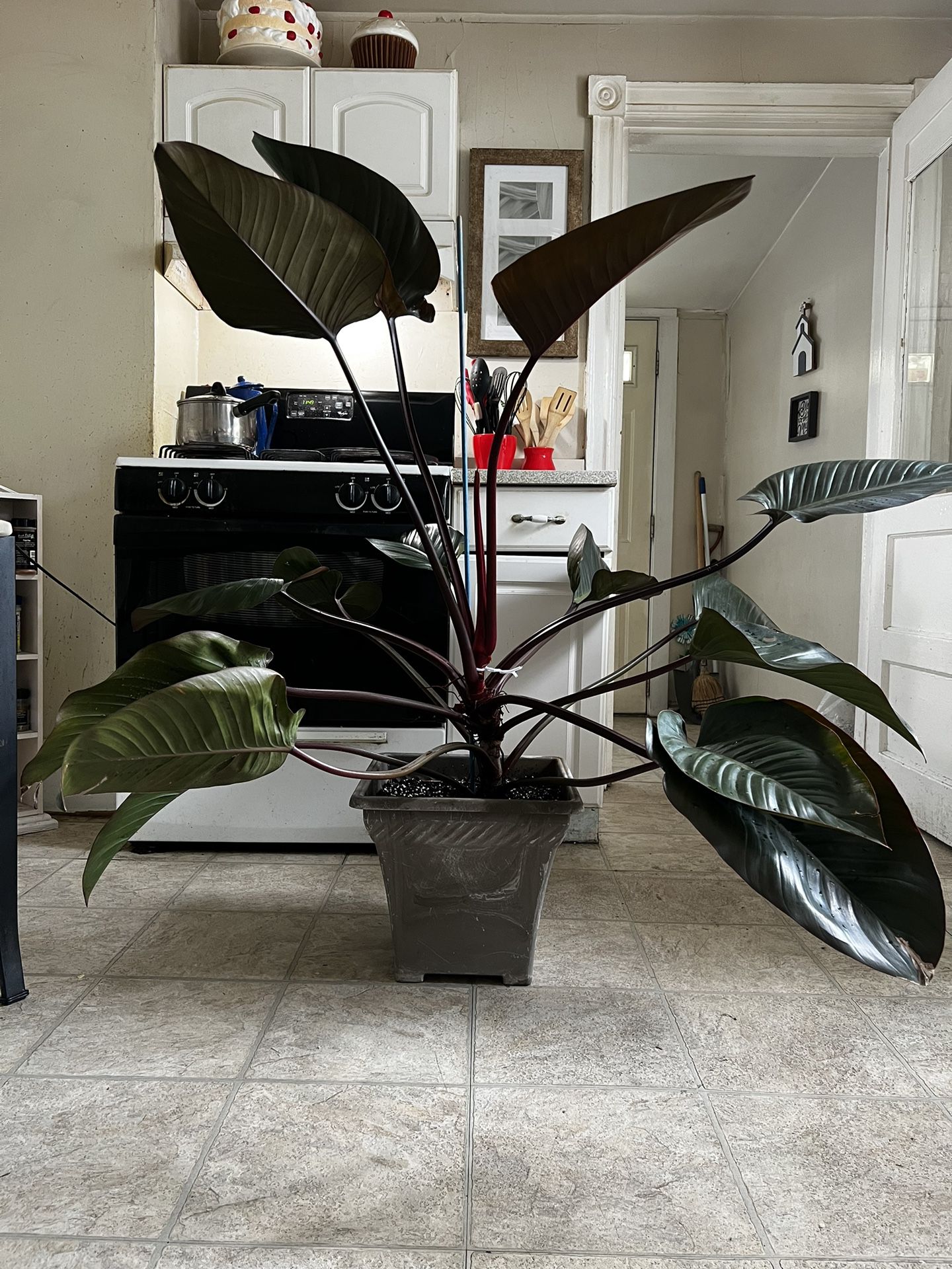 Philodendron Burgundy Congo