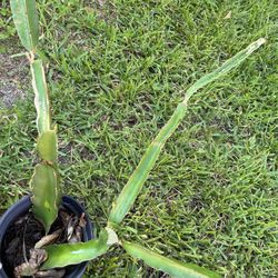 Dragon Fruit Plant 