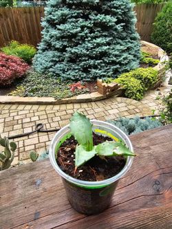AGAVE (YOUNG PLANTS)