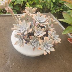 Ghost Plant In White Cermaic Pot