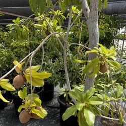 Huge Sapodilla With Fruits 12ft Contact The Price
