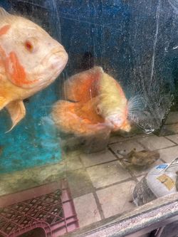 Fish tank