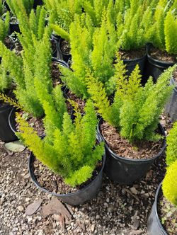 Foxtail Fern Hedges Sale! 3gl $6
