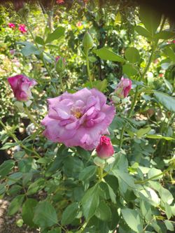 ROSE BUSH