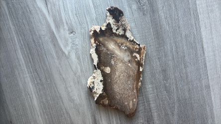 Vintage polished petrified wood