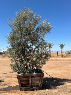 Swan hill olive trees for sale Clovis California