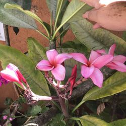 Pink Plumeria Flower