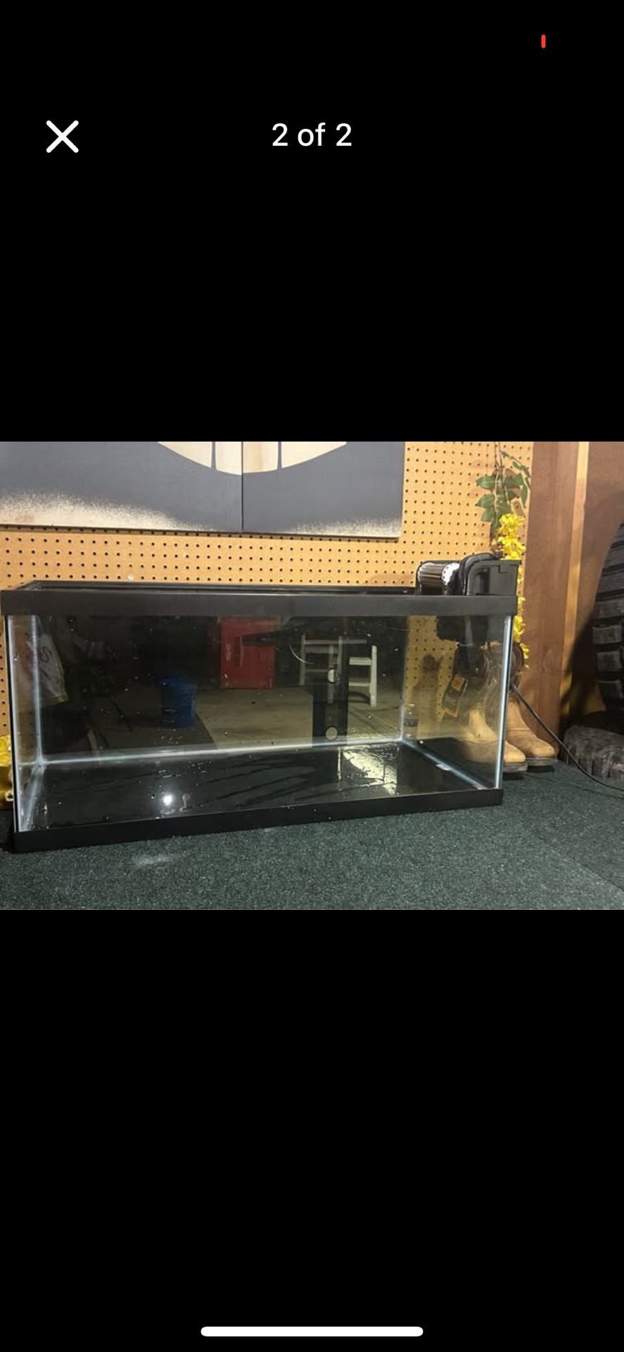40 gallon tank