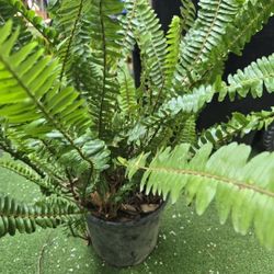 Fern Plant 