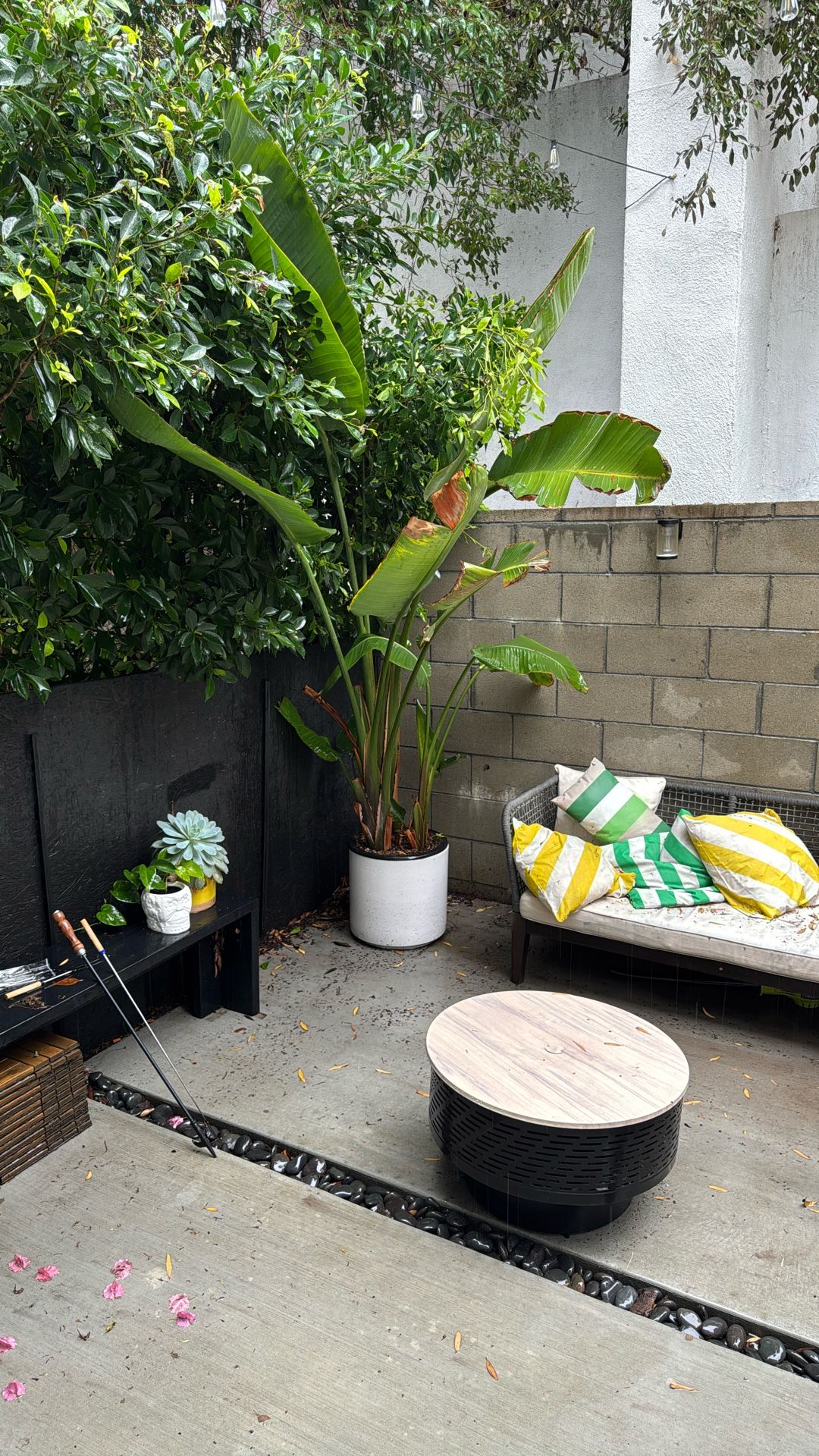 Bird Of Paradise Plant