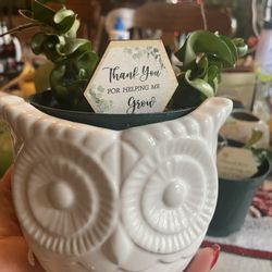 Hoya Twisted Indian Rope Live Plant