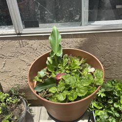 Plant