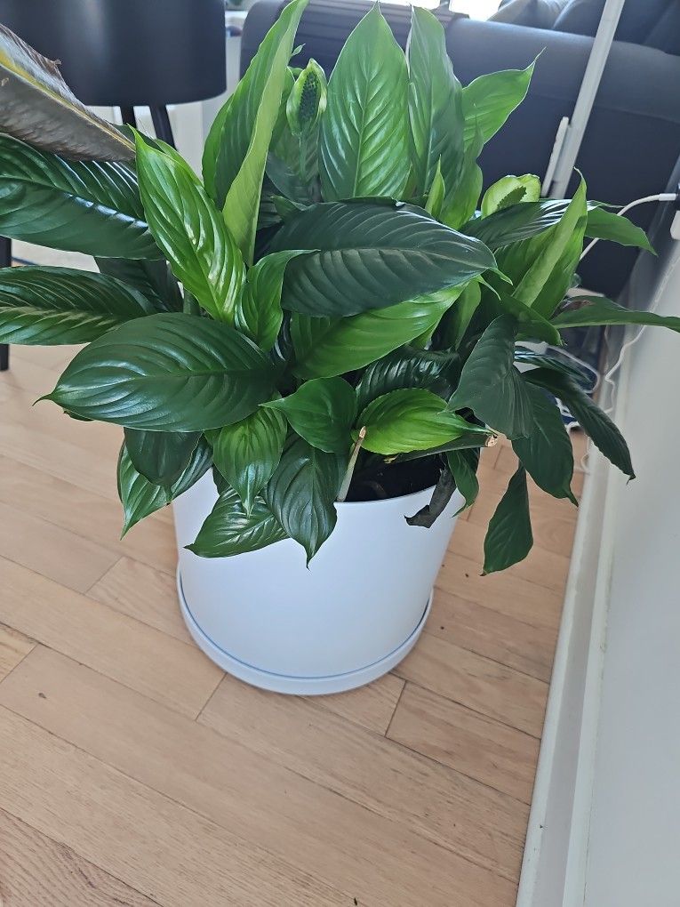 Peace Lily Plant