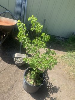 Organic Apricot Fruit Tree
