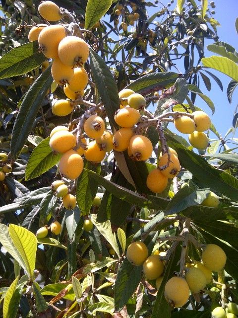 Plantas De Misperos. Loquat Plants.