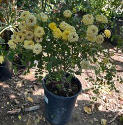 Mini Roses Plants