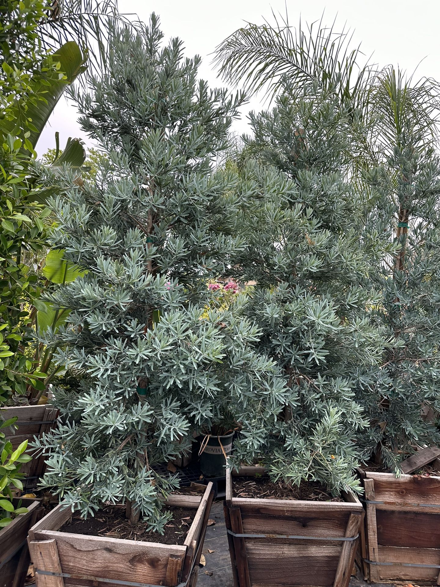 Podocarpus elongatus ‘Monmal’ (Blue Ice Yellowwood) iced Blue Podocarpus tree