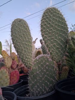 Cactus plant.