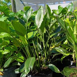 BEAUTIFUL ORANGE BIRD OF PARADISE PLANT 7GL $45🧡