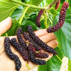 PAKISTAN MULBERRY Fruit Tree 2 In 1 Flowering