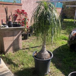 Elephant Palm 4 Feet Tall