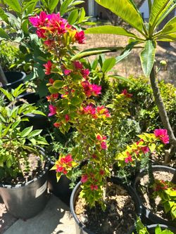 Bougainvillea