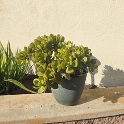 Jade Succulent Plant