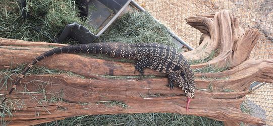 reptile wood