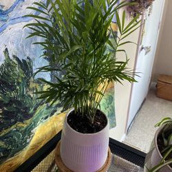 Potted houseplant-Parlor Palm 
