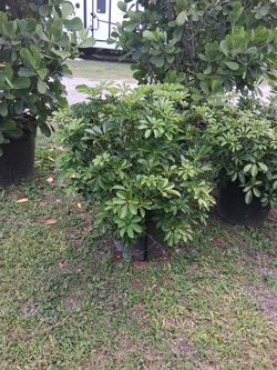 Arboricola 15 gallons  $50 each