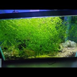Guppy grass decor for aquarium 