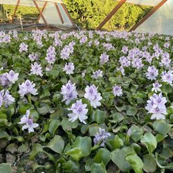 Water Hyacinths 