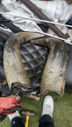 Set Of Bull Horns