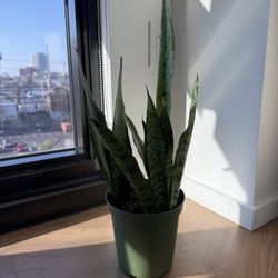Snake Plant
