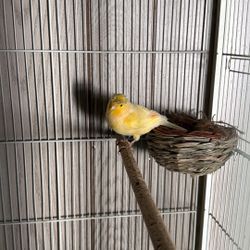 Large Canary Cage