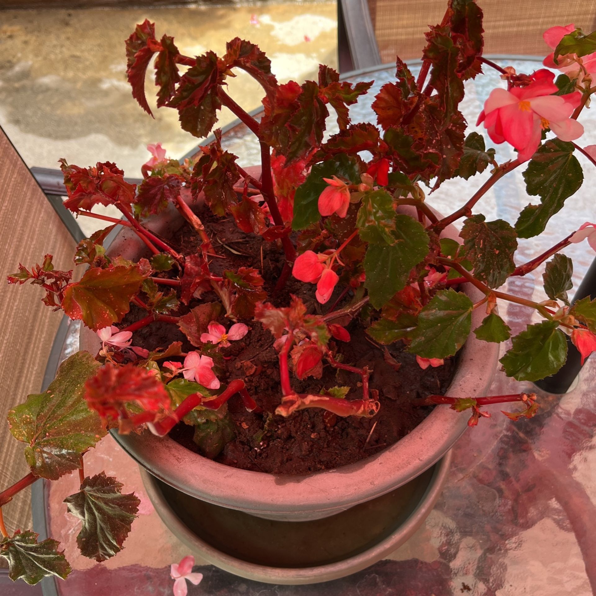 Bagonia Flower In Pot Decorative Green Plant