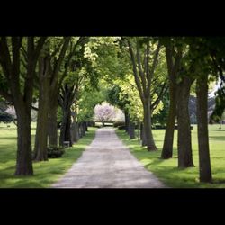 Single Burial Plot In Illinois 