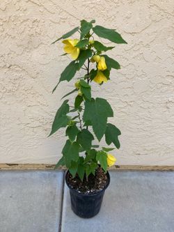 Yellow Abutilon Lucky Chinese Lantern in 1 Gallon Pot, Flowering Maple