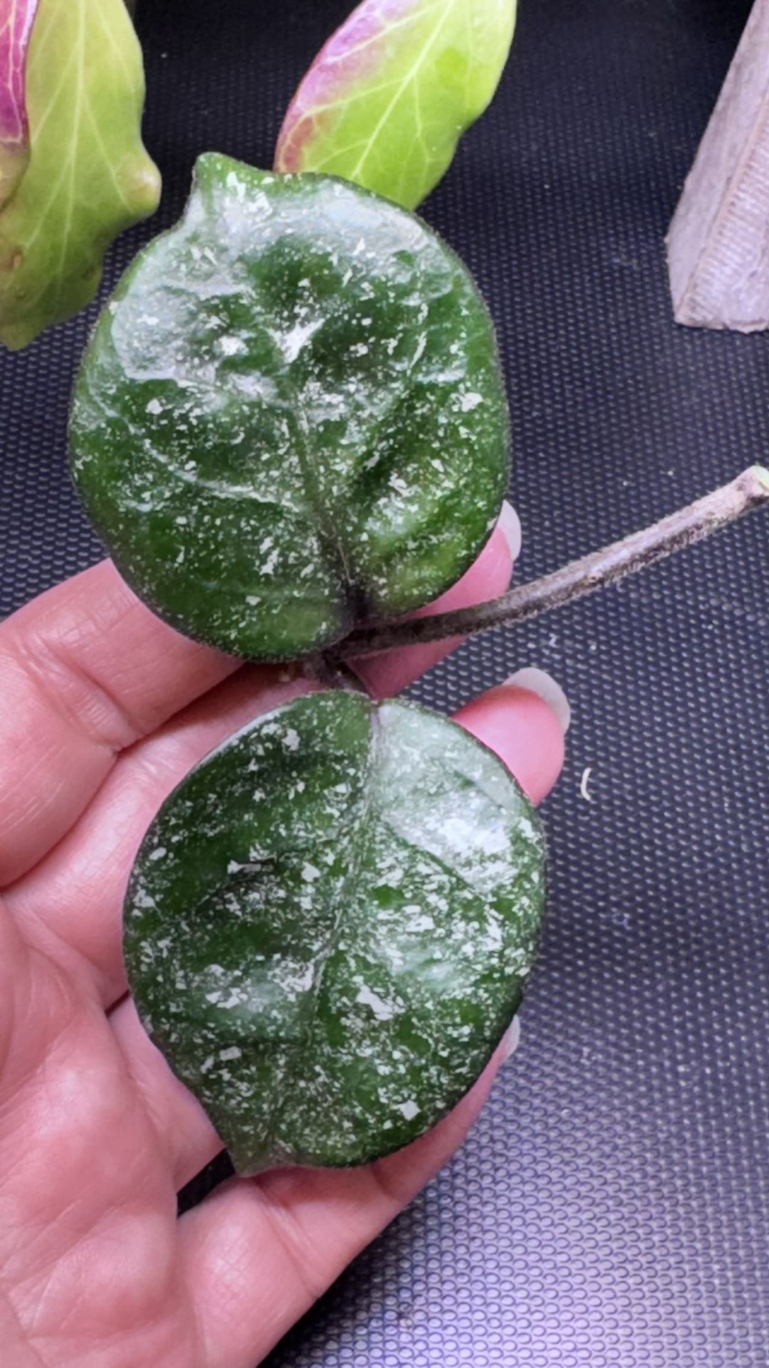 Hoya Chelsea Splash 