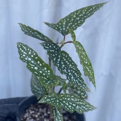 Begonia My Special Ángel Plant, In 1 Gallon Pot Pick Up Only