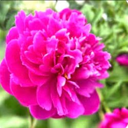 Young Bright Pink Peony Plants