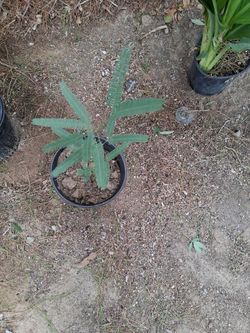 Mesquite tree $5