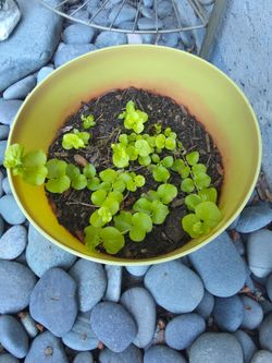 Creeping Jenny -$3